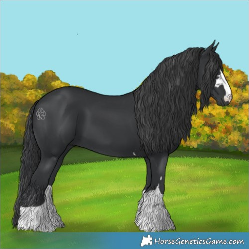 Horse Color:Black 