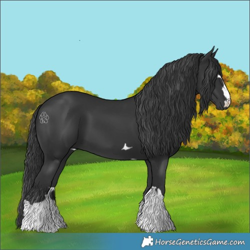 Horse Color:Black 