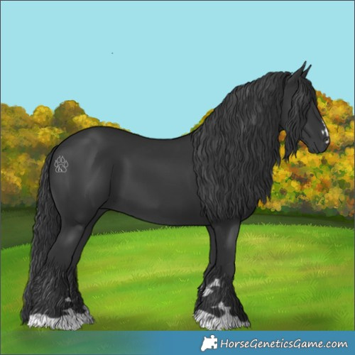 Horse Color:Black 