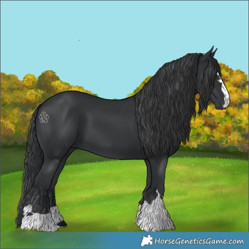 Horse Color:Black 