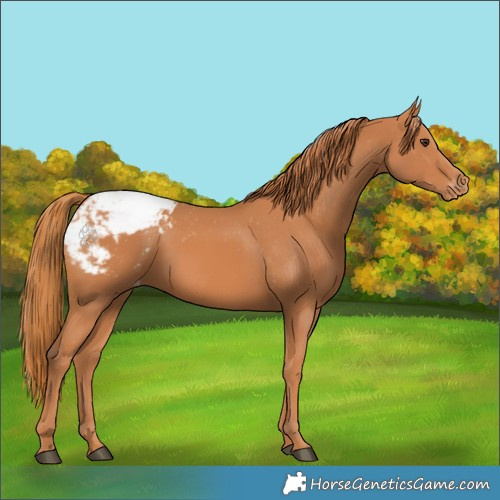 Horse Color:Chestnut Appaloosa 