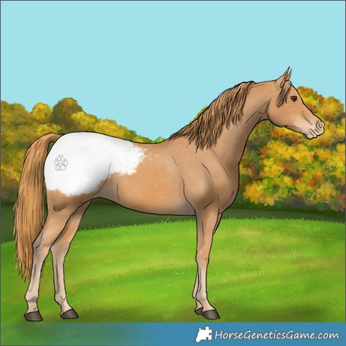 Horse Color:Chestnut Appaloosa