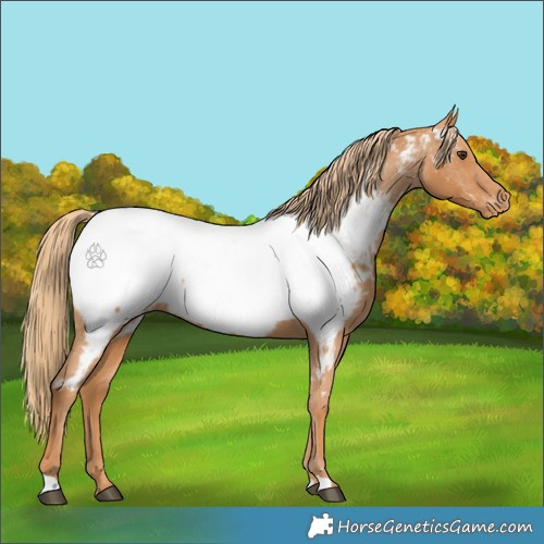 Horse Color:Chestnut Appaloosa 