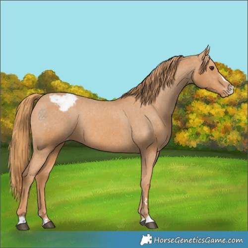Horse Color:Chestnut Appaloosa 
