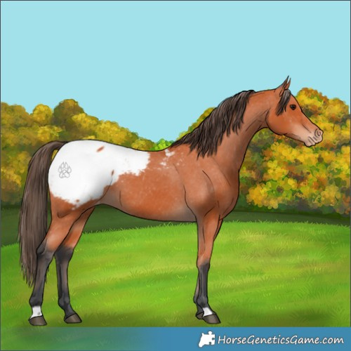 Horse Color:Bay Appaloosa 