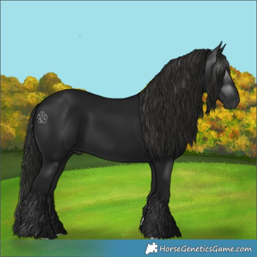 Horse Color:Gray Black 