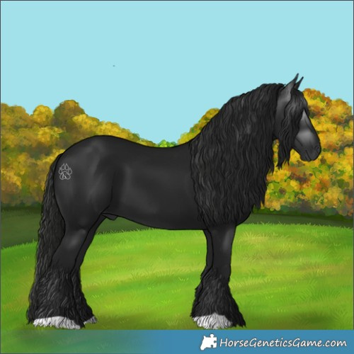 Horse Color:Gray Black 