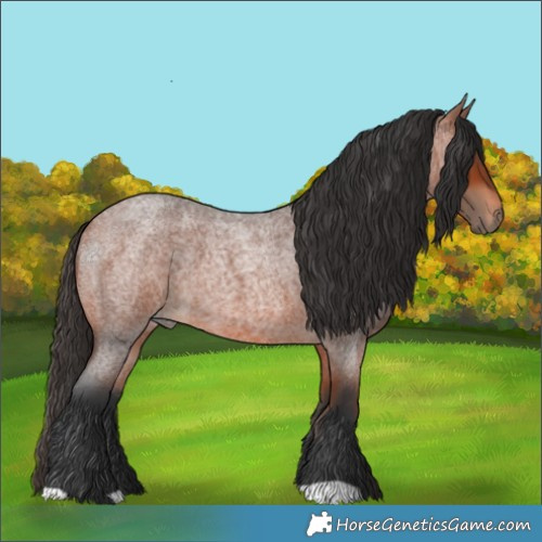 Horse Color:Bay Roan 