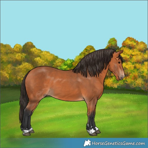 Horse Color:Bay 