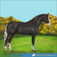 Horse Color:Liver Chestnut Mushroom Splash 