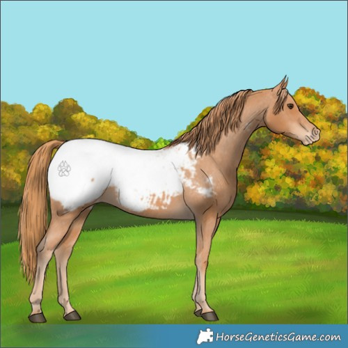 Horse Color:Chestnut Appaloosa 