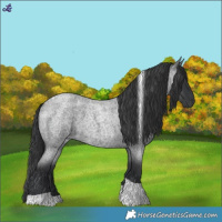 Horse Color:Blue Roan Tobiano