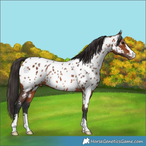 Horse Color:Bay Appaloosa 
