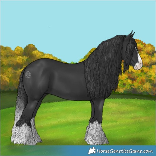 Horse Color:Black Splash 