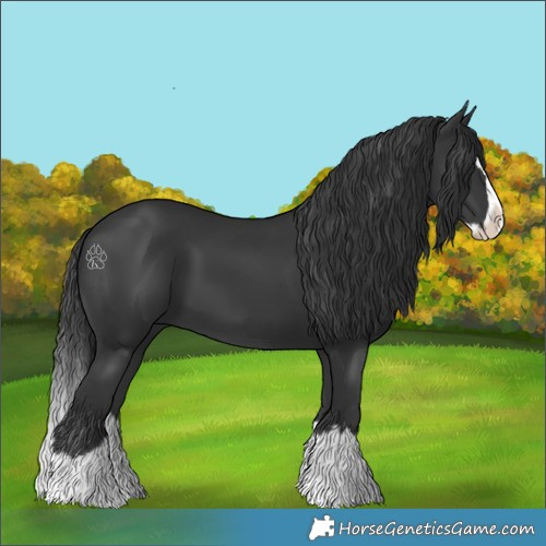 Horse Color:Black Splash