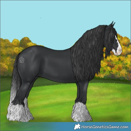 Horse Color:Black Splash