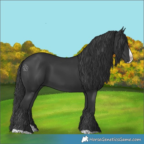 Horse Color:Black Splash 