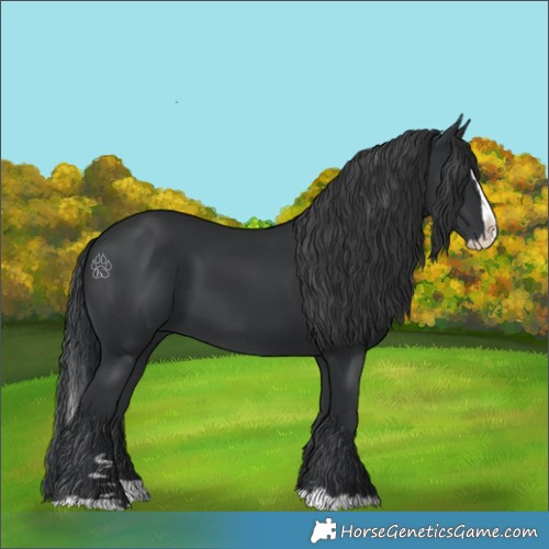 Horse Color:Black Splash