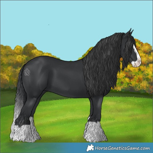 Horse Color:Black Splash
