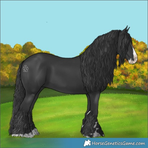 Horse Color:Black Splash 