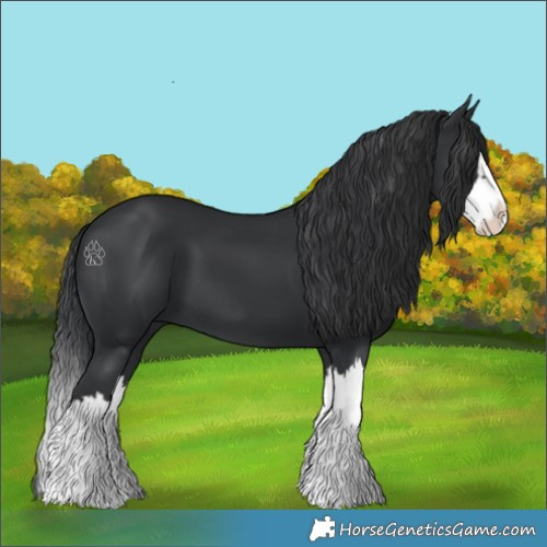 Horse Color:Black Splash