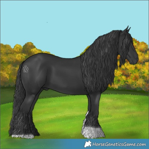 Horse Color:Black Tobiano 