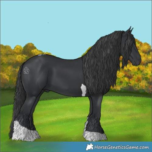Horse Color:Black Tobiano