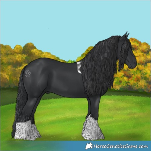 Horse Color:Black Tobiano 