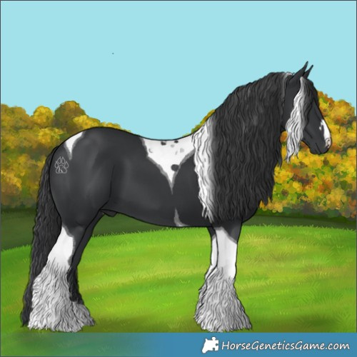 Horse Color:Black Tobiano 