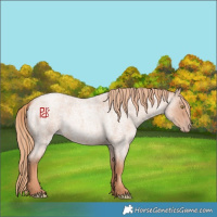 Horse Color:Gold Champagne Roan 