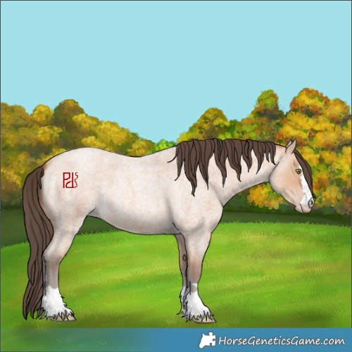 Horse Color:Amber Champagne Roan 