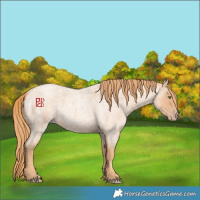 Horse Color:Gold Champagne Roan 