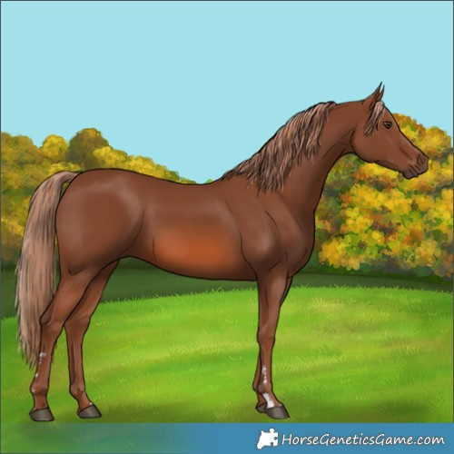 Horse Color:Chestnut 