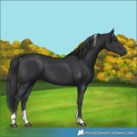 Horse Color:Black Tobiano 
