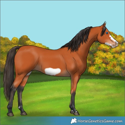 Horse Color:Bay Frame 