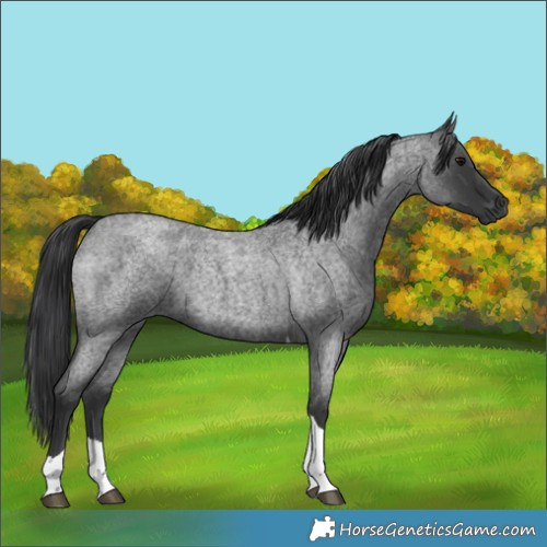 Horse Color:Blue Roan Tobiano 
