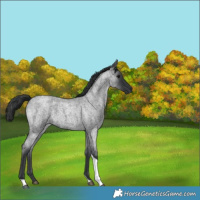 Horse Color:Blue Roan Tobiano 