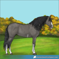 Horse Color:Grullo Sabino Rabicano 