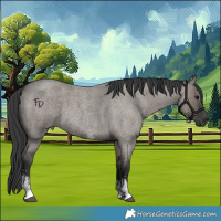 Horse Color:Grullo Roan Sabino Rabicano 