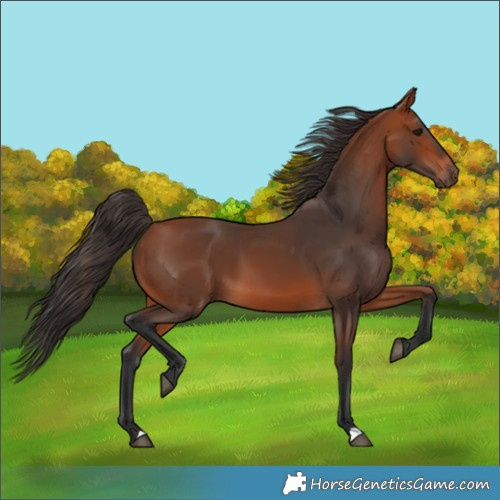 Horse Color:Bay 