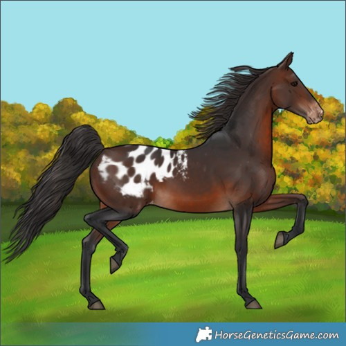 Horse Color:Brown Appaloosa 