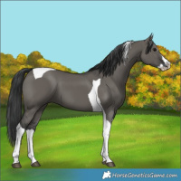 Horse Color:Grullo Splash Tobiano 