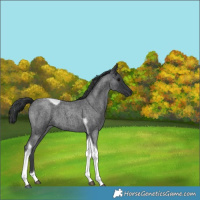 Horse Color:Blue Roan Tobiano 