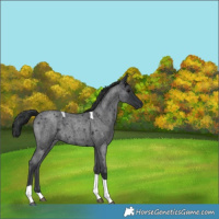 Horse Color:Blue Roan Tobiano 