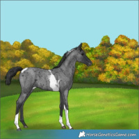 Horse Color:Blue Roan Tobiano Appaloosa 