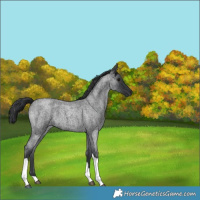 Horse Color:Blue Roan Tobiano 