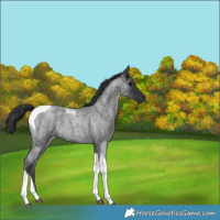 Horse Color:Blue Roan Tobiano