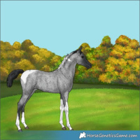 Horse Color:Blue Roan Tobiano 