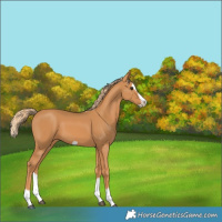 Horse Color:Chestnut Splash Frame 