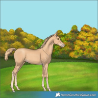 Horse Color:Gold Champagne 